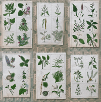 Special order 27 antique botanical prints