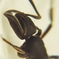 Image 2 of Pseudoneoponera Rufipes