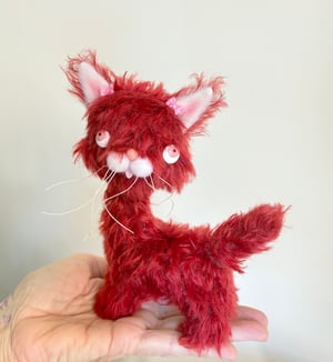 Image of Ruby the the Alley Cat