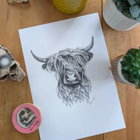 Highland Cow Limited Edition A4 Print