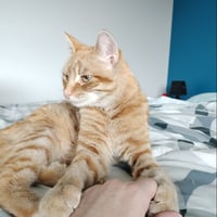 Image 1 of Supporting Frank