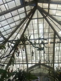 Image 4 of ❦ 𝔉𝔩𝔬𝔯𝔞𝔩 𝔊𝔬𝔱𝔥 ❦ Eau De Parfum 10ml