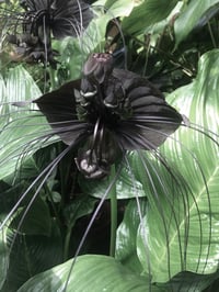 Image 2 of ❦ 𝔉𝔩𝔬𝔯𝔞𝔩 𝔊𝔬𝔱𝔥 ❦ Eau De Parfum 10ml