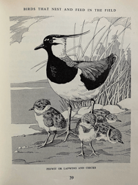 Image 5 of In Hedge and Field by Margaret M Hutchinson