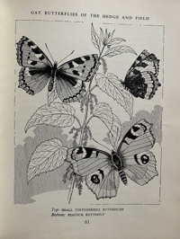 Image 4 of In Hedge and Field by Margaret M Hutchinson