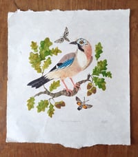 Image 2 of Jay and Hawkmoths