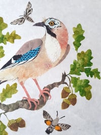 Image 3 of Jay and Hawkmoths