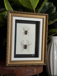 ASIAN HERMIT SPIDER DUO