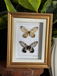 BIG GREASY BUTTERFLY DUO - clean gold