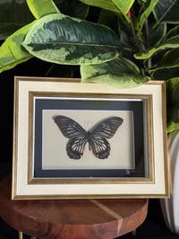 GHOST SWALLOWTAIL FRAME