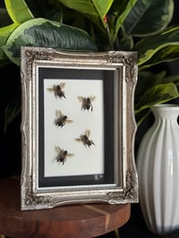 GIANT SOUTHEAST ASIAN HONEY BEES