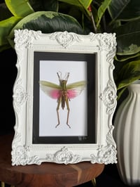 PINK/GREEN GRASSHOPPER FRAME