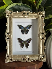 PURPLE SPOTTED SWALLOWTAIL DUO - gold ornate