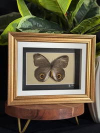 OWL BUTTERFLY FRAME