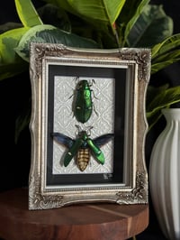 JEWEL BEETLE BUDDIES 