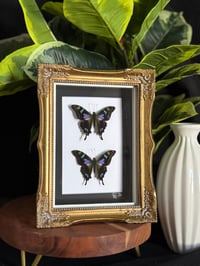 PURPLE SPOTTED SWALLOWTAILS - brushed gold 