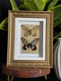BIG GREASY BUTTERFLY DUO - gold ornate
