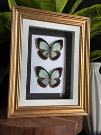 COMMON WANDERER DUO - clean gold