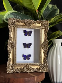 METALLIC BLUE BUTTERFLY TRIO - gold ornate