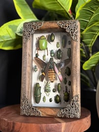 WOODEN BOX - GREEN BEETLE COLLAB