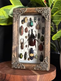 WOODEN BOX - BEETLE COLLAB