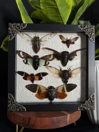 SEVEN CICADA BOX