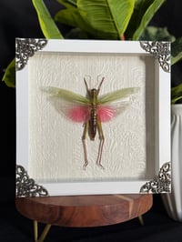 8X8 GRASSHOPPER BOX