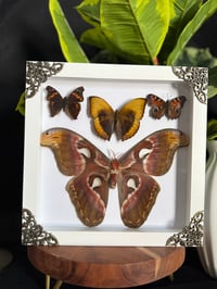 ATLAS MOTH & BUTTERFLY BOX