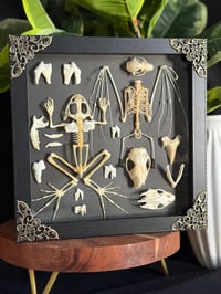 SKELETONS & BONES