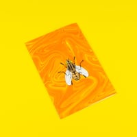 Image 5 of FLY BOY 2 DE MANGY SHEEP