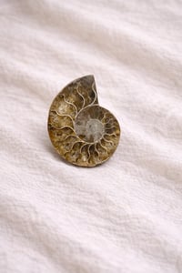 Image 1 of Ammonite