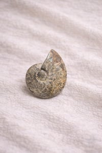 Image 2 of Ammonite