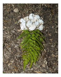 Fern, Cotton and Oysters