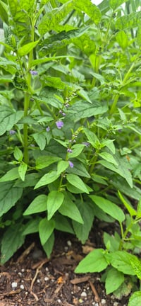 Image 1 of Blue Skullcap ( Scutellaria lateriflora ) 1 L Container 