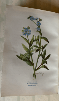 Image 3 of A first Book of Wild Flowers Margaret Rankin