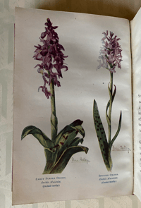 Image 4 of A first Book of Wild Flowers Margaret Rankin