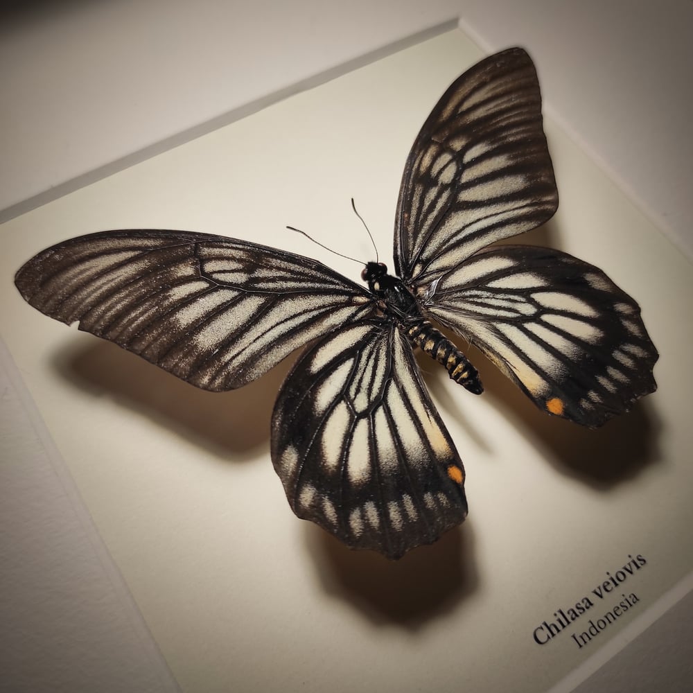 Image of Chilasa veiovis 