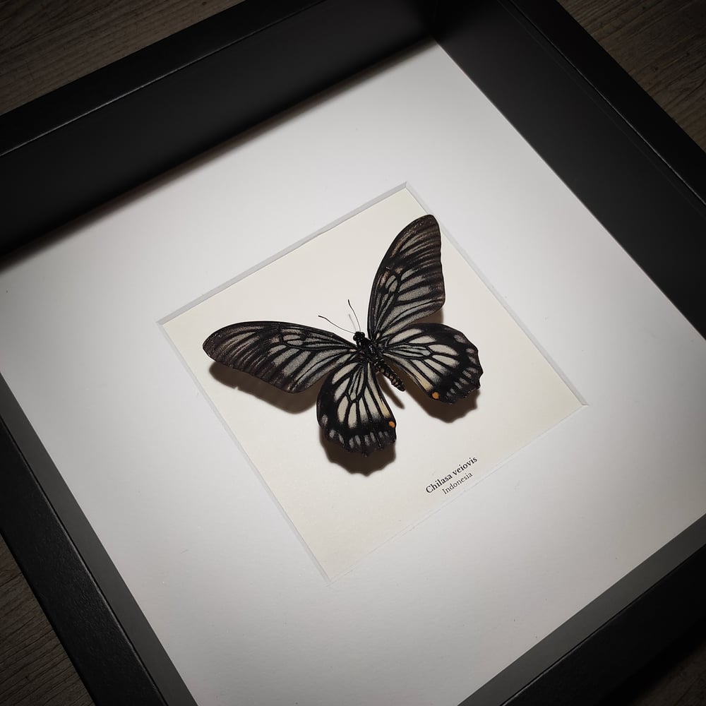 Image of Chilasa veiovis 