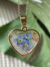 Image 3 of Forget-Me-Not