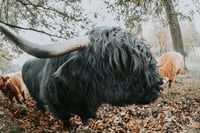 Image 2 of Highland Coos (Set of 3)
