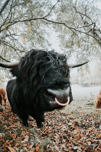 Image 3 of Highland Coos (Set of 3)