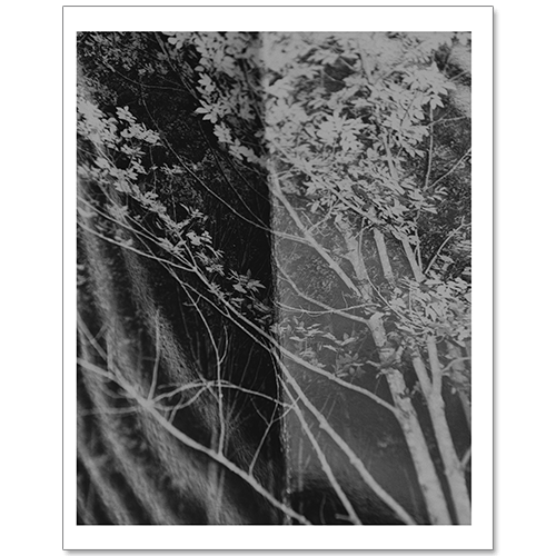 Image of PREORDER: Anastasia Davis - Letting Go