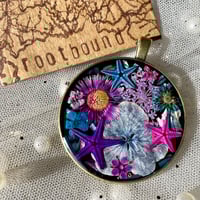 Image 4 of Coneflower 