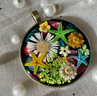 Image 1 of Shasta Daisy