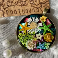 Image 4 of Shasta Daisy