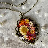 Image 2 of Moonflower