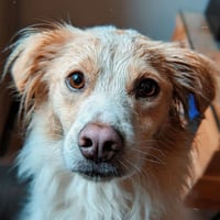 Image 5 of Mini Bespoke Pet Portrait (10x15cm)