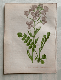 Small antique wild flower print (A)