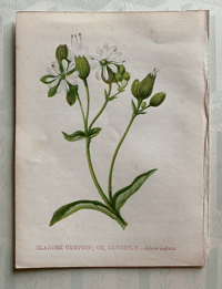 Small antique wild flower print (B)