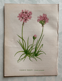 Small antique wild flower print (C)